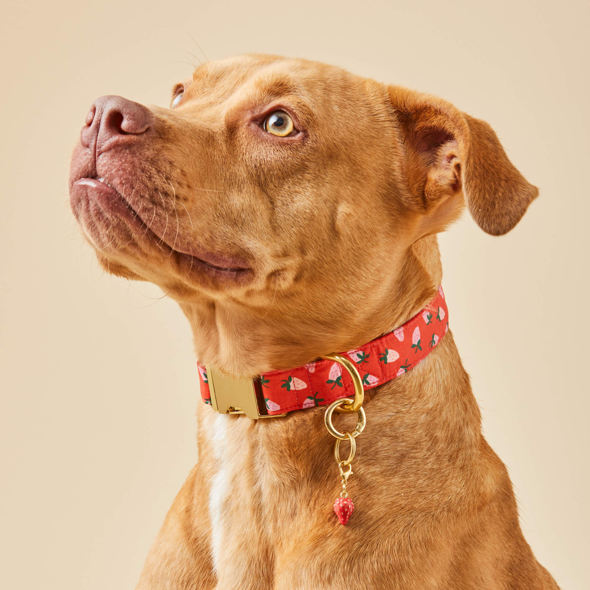 Berry Sweet Dog Collar