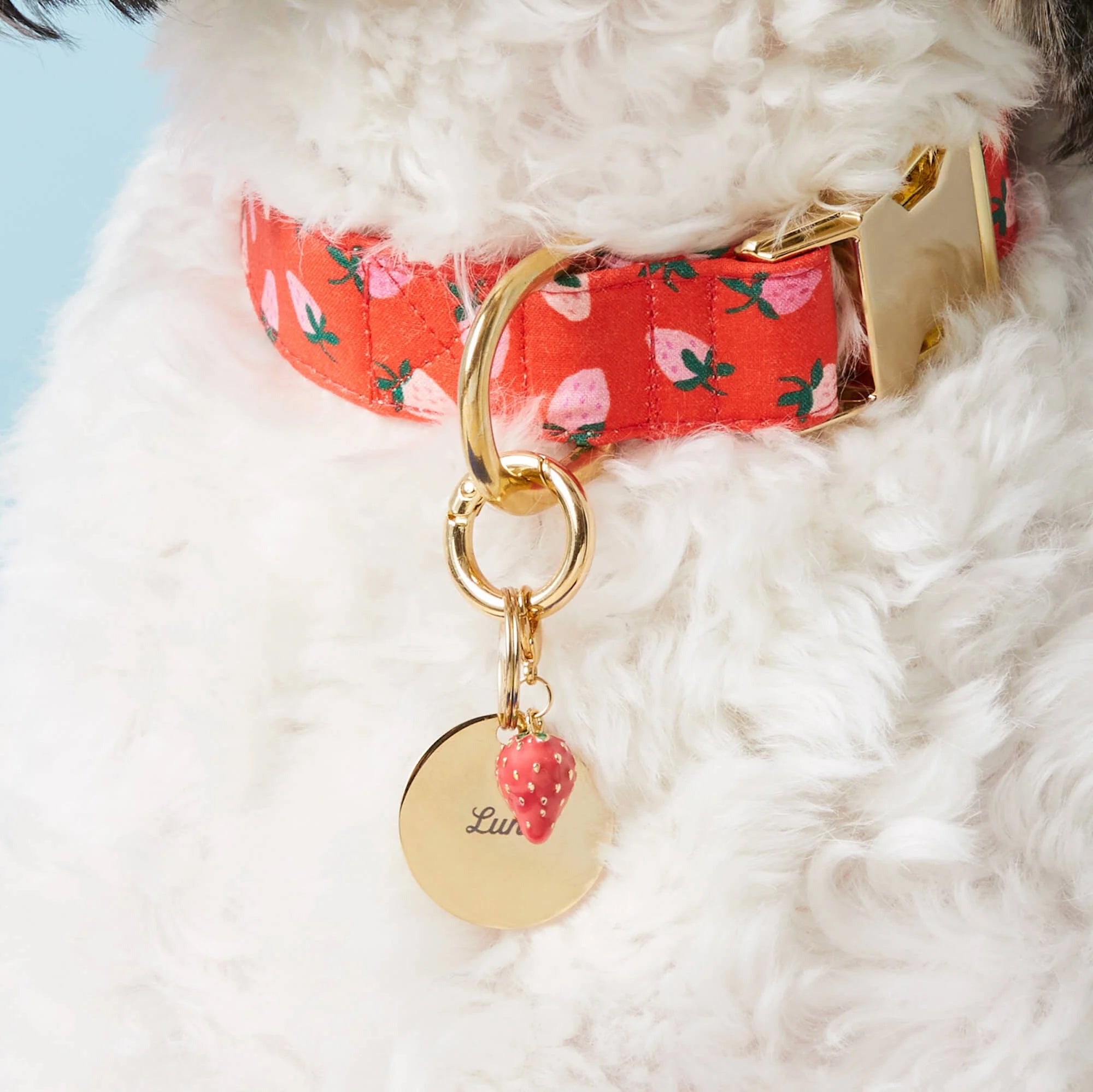 Berry Sweet Dog Collar
