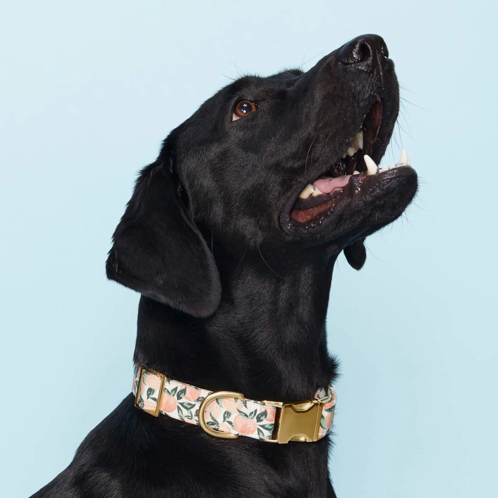 Peaches & Cream Dog Collar